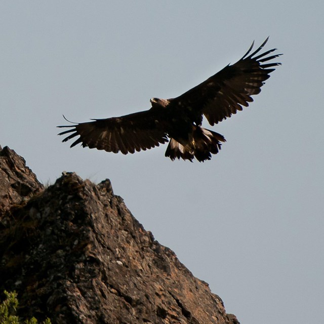 Large bird flies with cliffs in background