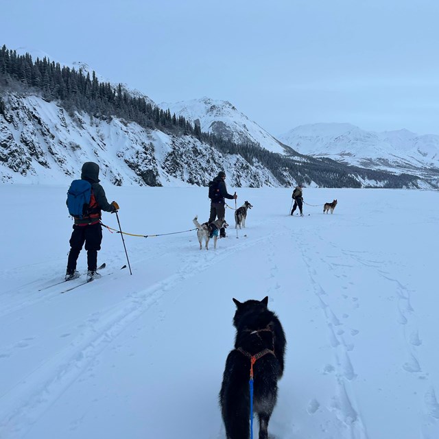 two dogs attached to a person skiing