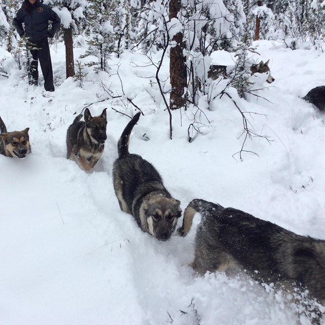 six large puppies running through a snowy forest