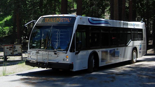 A shuttle bus drives on a road through the forest.