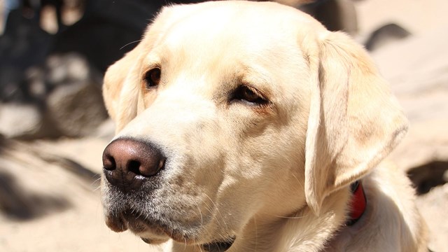 A dog looks to the side