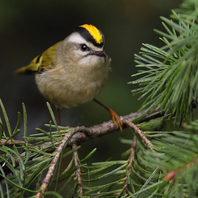 Small bird with golden-crowned head, and brown feathers perches on tree branch.