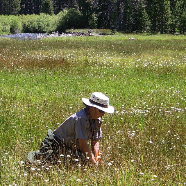 Woman in National Park Service uniform kneels down in meadow, installing a monitoring plot. 