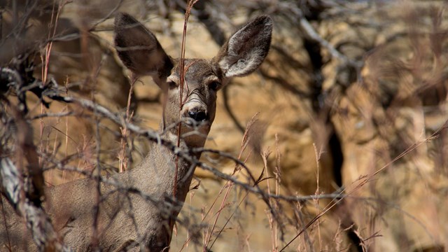 A mule deer peering through the branches.