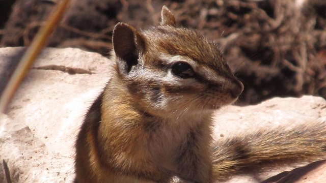 A least chipmunk sitting on a rock.