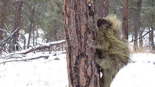 A porcupine climbs a tree.