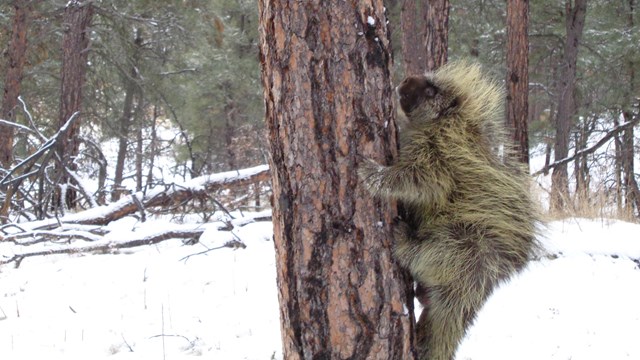 A porcupine climbs a tree.
