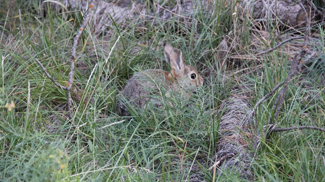 Mountain cottontail rabbit hiding in the grass.