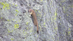 A long-tailed weasel climbing up a rock.