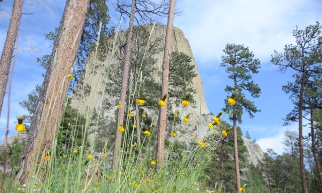 Devils Tower looms 867 feet above the trees.