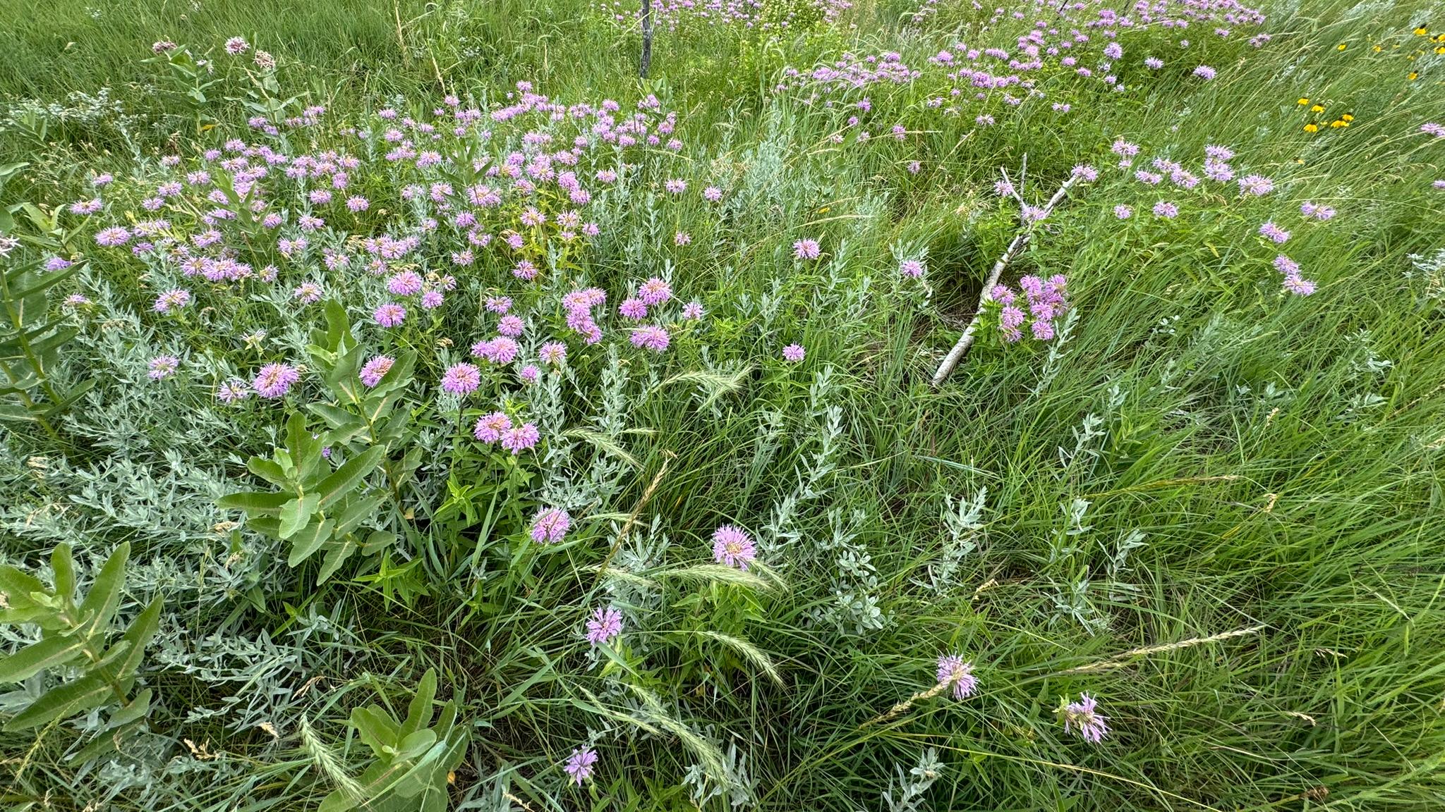A filed of purple flowers