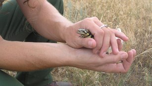 A technician releasing a Tiger Salamander
