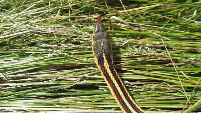 A close up of a garter snake