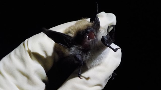 A bat captured during bat inventory at the park