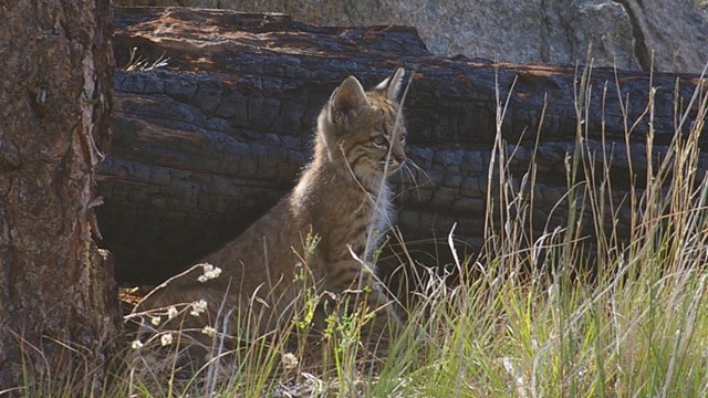 Immature bobcat looking alert.