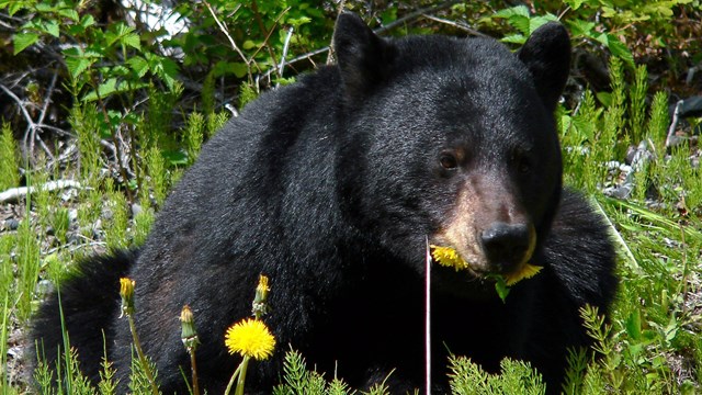 Black bear eating flowers.