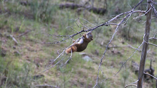 A squirrel dangling from a tree branch