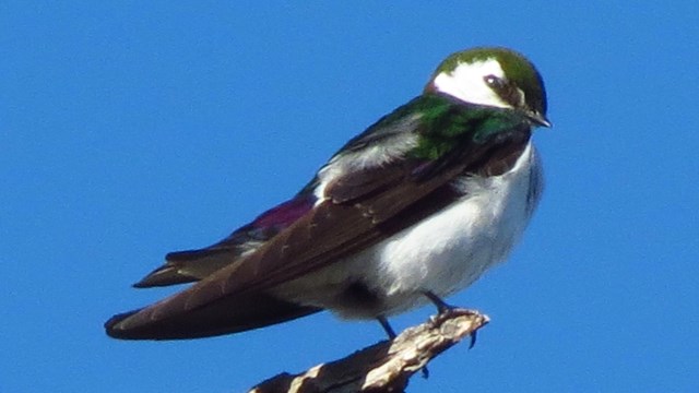 A violet-green swallow