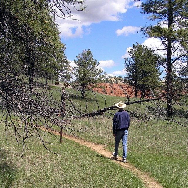 Trail winding through grass and trees with man walking and red cliffs in the background