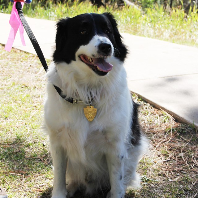 A black and white dog on a leash