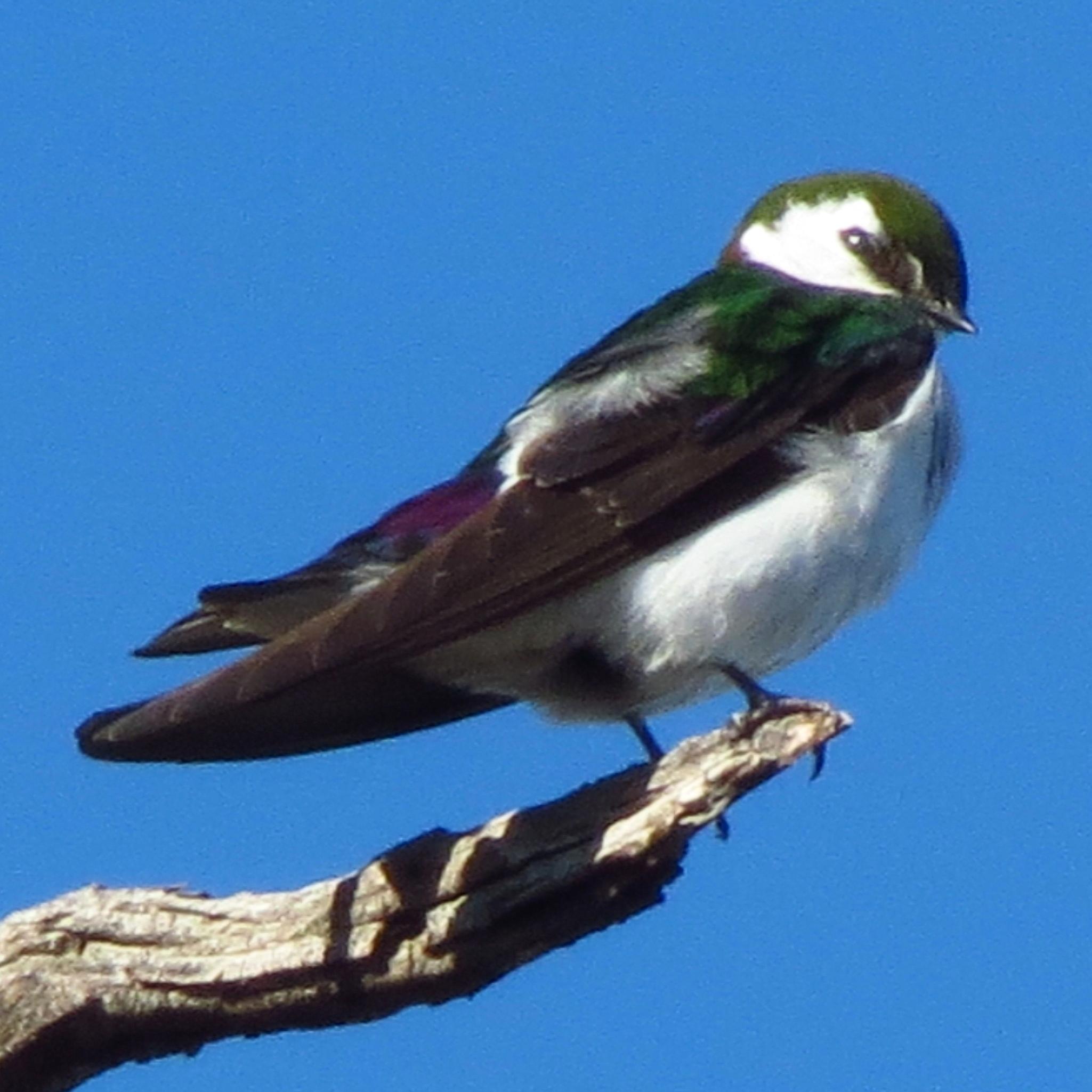 A violet-green swallow