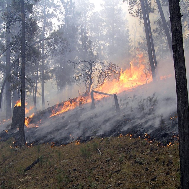 A forested area with fire and smoke