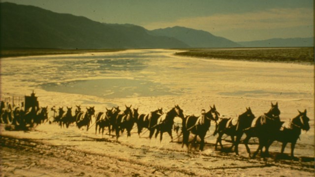 A train of mules, in pairs, leading a wooden wagon through a desert landscape. 