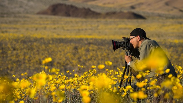 Photographer taking picture of desert gold wildflower during the 2016 spring 'superbloom'