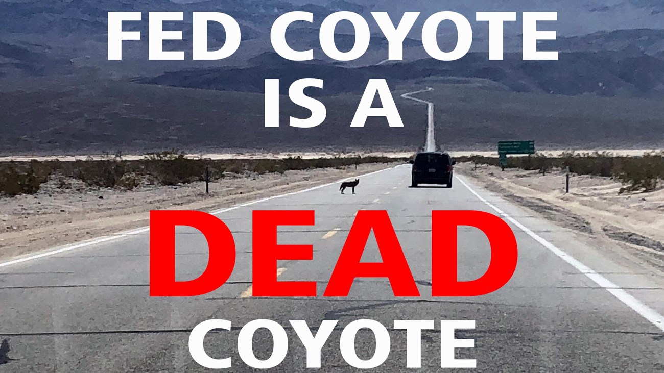 A coyote stands in a long, stretching two lane road, as a car goes by in a desert setting. 