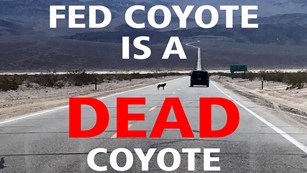 A coyote stands in a long, stretching two lane road, as a car goes by in a desert setting.