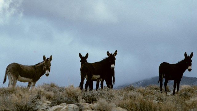 Burros in Death Valley.