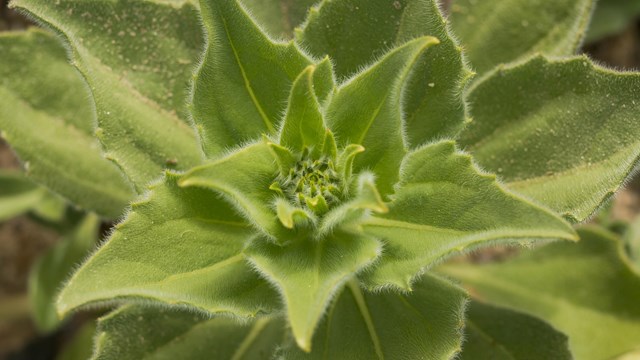 Death Valley has over 1,000 plant species.