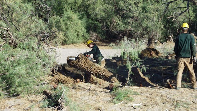 Two workers in protective gear use chainsaws to cut down a large tree. 