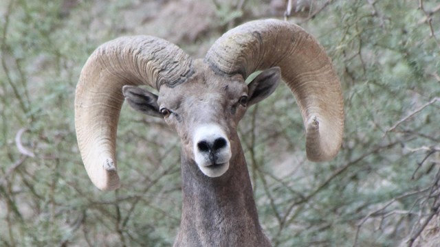 A desert bighorn sheep ram faces the camera from a hillside