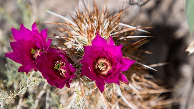 A spiny cactus with three, bright pink flowers. 