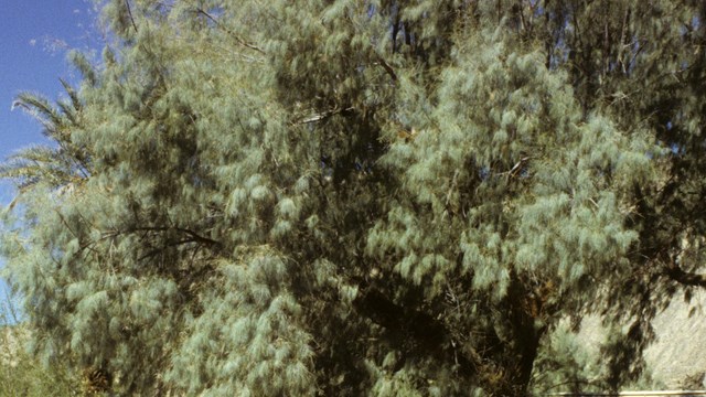 tamarisk