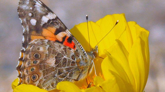 Brown, red, and white butterfly resting on wildflower