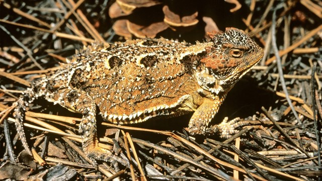 Tan, black, and brown lizard covered in horns