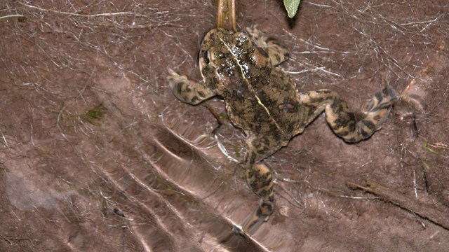 Toad resting in a shallow pool of water