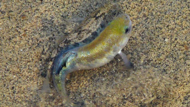 male and female fish swim next to each other in shallow water