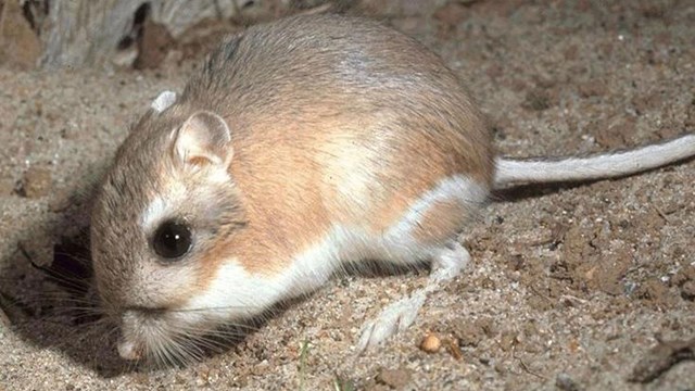 A rat with large back feet 