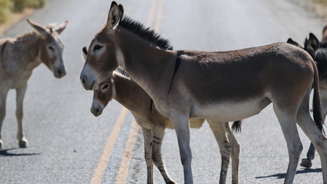 A group of burros standing in the middle of a two lane paved road. 
