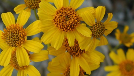 A singular yellow sunflower-type flower
