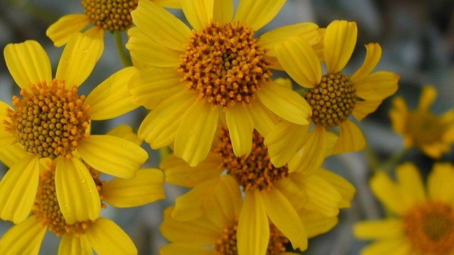 A singular yellow sunflower-type flower takes up the whole frame with multiple flowers.