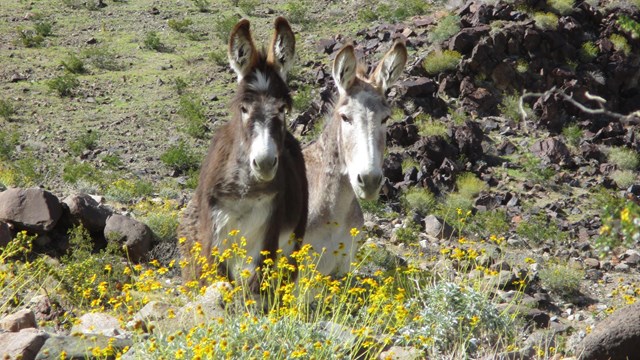 Two burros (one black, one gray) look toward the camera over a shrub covered in yellow flowers.