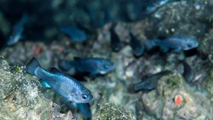 A few small blue fish among algae covered rocks. 