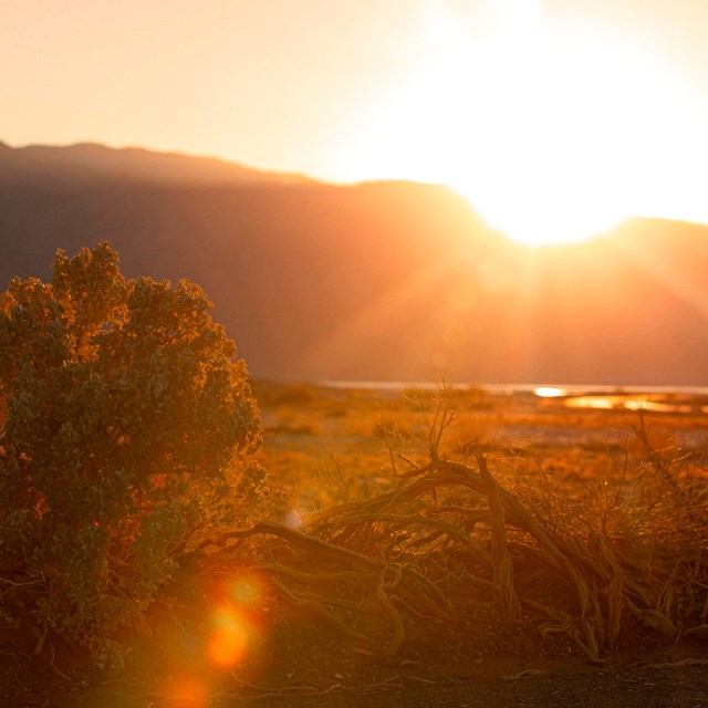 Shrub at sunset, with the sun dipping behind the mountains in the background over the valley floor. 