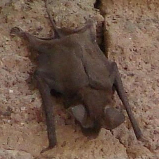 A bat hangs upside down on a stucco wall. This is not the actual bat involved in the incident.