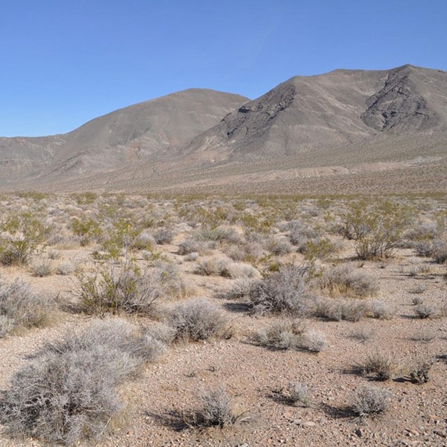Desert landscape with patchy sparse shrubs in foreground, mountains in distance.