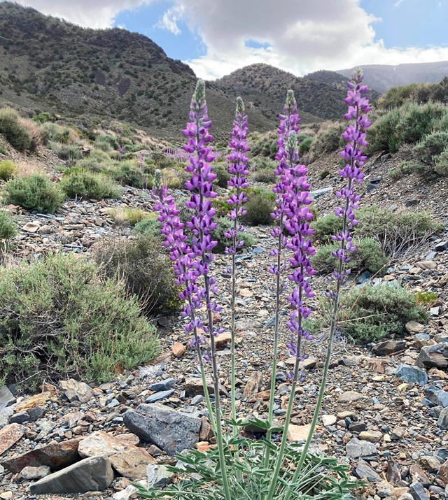 A grape soda lupine with purple flowers on tall stalks, blooms in a rocky desert wash with sparsely 